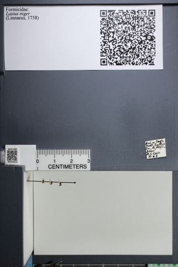 Media type: image;   Entomology 533212